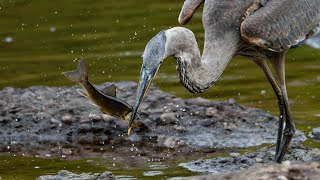 Great Blue Heron stalking Mergansers [upl. by Loggins967]