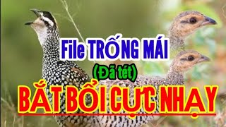 TIẾNG ĐA ĐA TRỐNG MÁI MỒI CỰC NHẠY  TIẾNG CHIM ĐA ĐA MỒI SIÊU NHẠY  NQH82 [upl. by Nuawed]