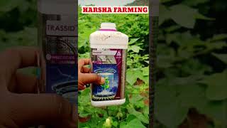 adama trassid insecticide shorts short shortsvideo trassid in telugu పత్తి chill farmer [upl. by Engeddi5]