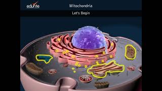 Mitochondria 3d [upl. by Nickolaus423]