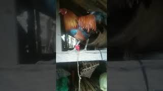 Lets breed native chicken shortvideo happyfarming [upl. by Pierro]