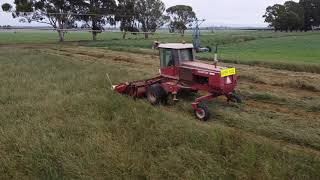 Hesston 6650 Windrowing Grass seed [upl. by Cori645]