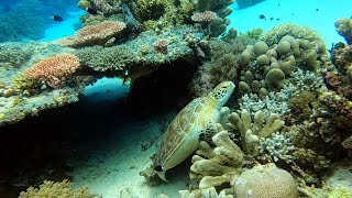 Diving Tubbataha Reef Philippines [upl. by Clarine843]