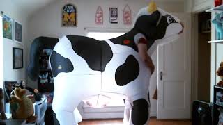 Inflatable Cow Costume [upl. by Chema]