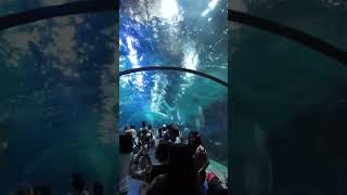 The Living Ocean of the Oceanarium in the Manila Ocean Park [upl. by Rodama]