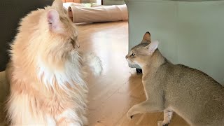 Maine Coon vs F3 Chausie [upl. by Oilicec356]