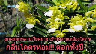 กุหลาบเวียดนาม × กุหลาบเหลืองโคราช ความหอมระดับพรีเมี่ยม หอมกระจาย 7บ้าน 8บ้าน และให้ดอกทั้งปี [upl. by Annabelle]