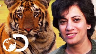 Terrifying Human Attacking Tigers  Living With Man Eaters [upl. by Ilellan509]