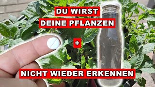 Tomaten Anbauen  WELTBESTER DÜNGER zum Selbermachen für Tomaten und andere Jungpflanzen [upl. by Haleelahk]