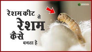 रेशम के कीड़े से रेशम कैसे बनता है How Is Silk Made From Silkworms [upl. by Finlay]