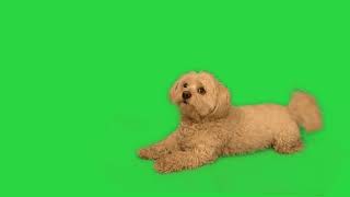 dog puppy in greenscreen free for your projects [upl. by Waxman]