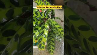 calathea rattlesnake indoor plantindoorplants calatheaplant rattlesnakeplant [upl. by Yderf]