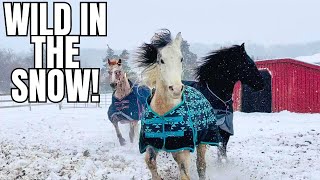 Snow amp Horses  PURE CHAOS Watch Them Go CRAZY in the Paddock [upl. by Yendic445]