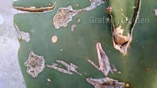 Grafting dragon fruit on prickly pearopuntia part 2 [upl. by Eitnom]