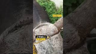 animals care 🙏😥motivation new trending viral YouTube short [upl. by Ahsaret]