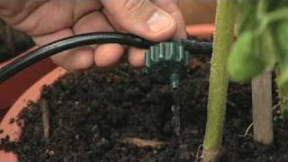 Drip Irrigation in a Polytunnel  V75 [upl. by Roswell]