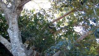 2015 Grand Sirenis monkeys on hotel grounds [upl. by Jelene]