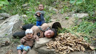 Harvest giant ginger to sell at the market  cook ginger soup for your children to eat [upl. by Larry]