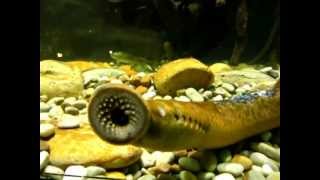 Sea lamprey Petromyzon marinus [upl. by Htederem]