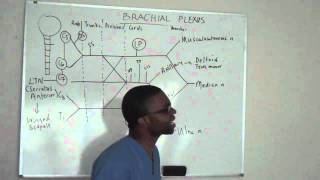 Brachial plexus made ridiculously simple PART 3 Lecture [upl. by Row]