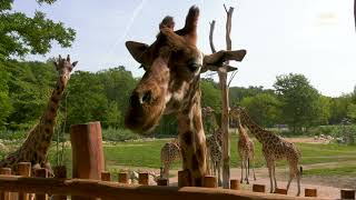 Giraffenfütterung im Tierpark Berlin  Feeding of the Giraffes at Tierpark Berlin [upl. by Tonia375]