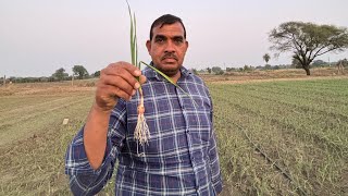 AWPL Agricultural product का लहसून की फ़सल में शानदार रिज़ल्ट 8319083386 [upl. by Richart]