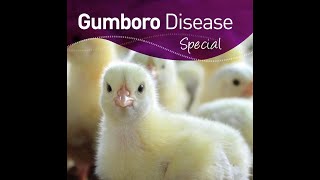 Infectious Bursal Disease Gumboro in Poultry [upl. by Sande224]