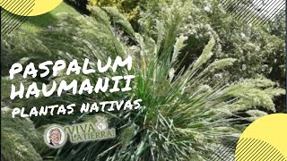 La gramínea destacada del mes Paspalum Haumanii🌿 [upl. by Sitsuj501]