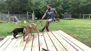 XL Merle American Bully amp LabBully mix Exercise together [upl. by Sac]