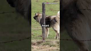 Belgian Laekenois vs Dutch Shepherd Rare Herding Breeds FaceOff [upl. by Methuselah]