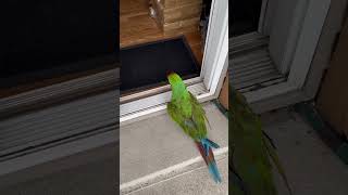 My military macaw parrot is coming inside and this is the last time being out for the season pets [upl. by Koffman]