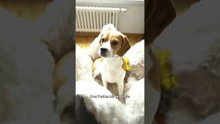 Sie TESTET die Beste Beagle bürste 🐕  Nami and Tommy [upl. by Tyrrell]