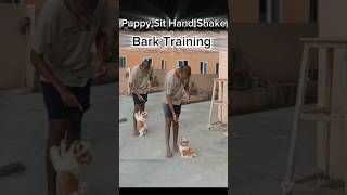 Puppy Handshake Sit Trainingshihtzu Puppy trainingshihtzu puppytraining dogtraining doglover [upl. by Hilar]