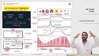 VILLAMEDIC  Fisiología endocrina Fisiología gonadal [upl. by Ysied]