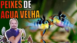 🔴PEIXES DE ÁGUA VELHA Mr Betta [upl. by Gulick]