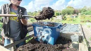 Mulching the brassicas and sorting out the cage nodig compost allotment September 2023 [upl. by Arhoz]