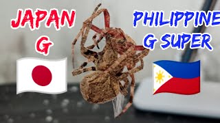 Japan Giant Spider papatayin ng Super Jumbo [upl. by Alansen]