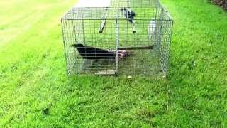 Collins Nets Top Entry Larsen Trap Magpie trap also attracts crows or rooks [upl. by Sprage]