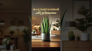 Why Snake Plants Are a MustHave in Your Home [upl. by Lorin]