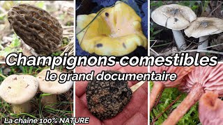 Champignons comestibles de France documentaire exclusif [upl. by Annaiv817]