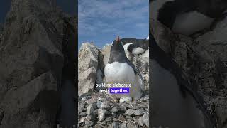 The Ocean Files  Did You Know Gentoo Penguins [upl. by Croner]