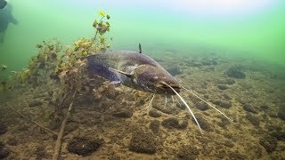 Tauchen Möhnesee 24Juli 2018 Welse Hechte Barsche [upl. by Elidad]