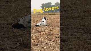 Dog lovers ❤ youtubeshorts doglover short [upl. by Forrest]