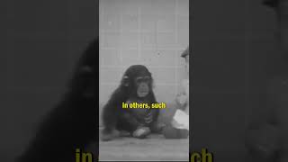 Chimpanzee vs Human Experiment [upl. by Katt206]