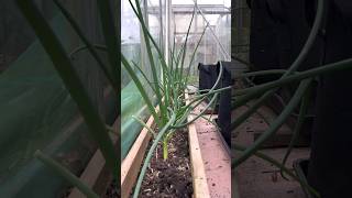 One of my better ideas 👨‍🌾 Raised bed in the greenhouse to grow spring onions all year round [upl. by Ahsiekar73]