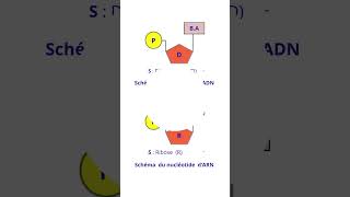 ADN Et ARN Sont Deux Acides Nucléiques De La Cellule [upl. by Bertold]
