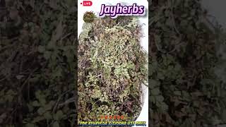 Hansraj  Pershosha  Adiantum Capillus Veneris  पर्शोशा  एडियंटम कैपिलस वेनेरिस jayherbs [upl. by Nepean266]