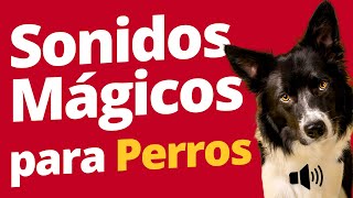 Sonidos Mágicos para Perros Alivia el Estrés [upl. by Atilal]