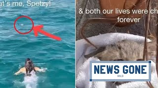 Rescue at Sea The Heartwarming Story of Spetzy the Miracle Kitten Saved from Drowning [upl. by Tavie]