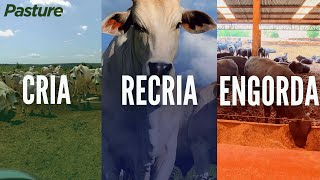 CRIA X RECRIA X ENGORDA Qual dá mais DINHEIRO [upl. by Anirbys]